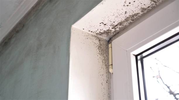 Crawl Space Mold Removal in Washington Court House, OH