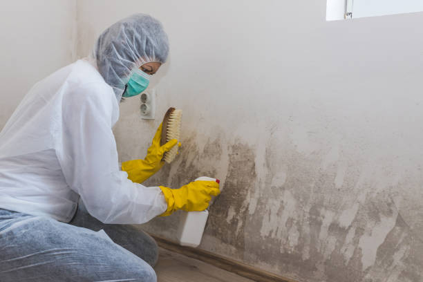 Office Mold Removal Services in Washington Court House, OH
