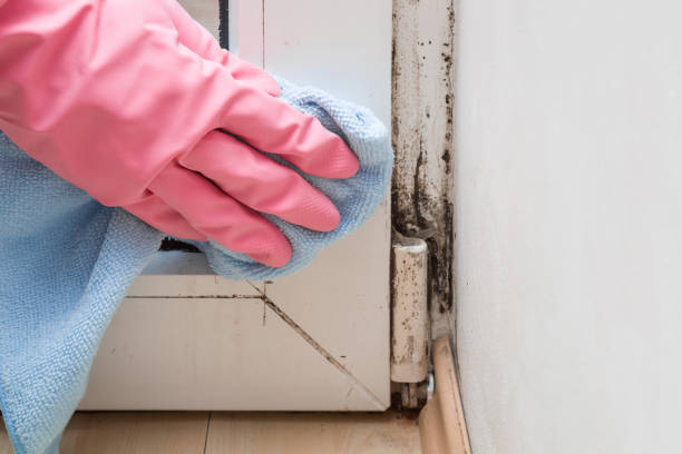 Best Mold Removal Company Near Me  in Washington Court House, OH