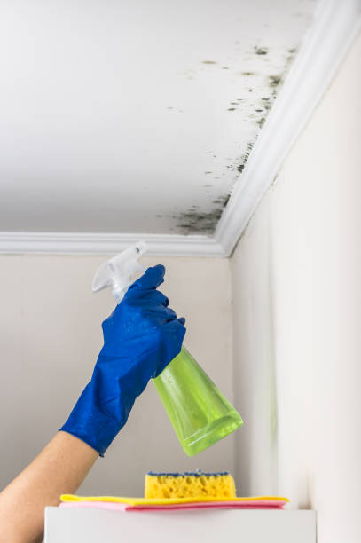 Best Toxic Mold Removal  in Washington Court House, OH